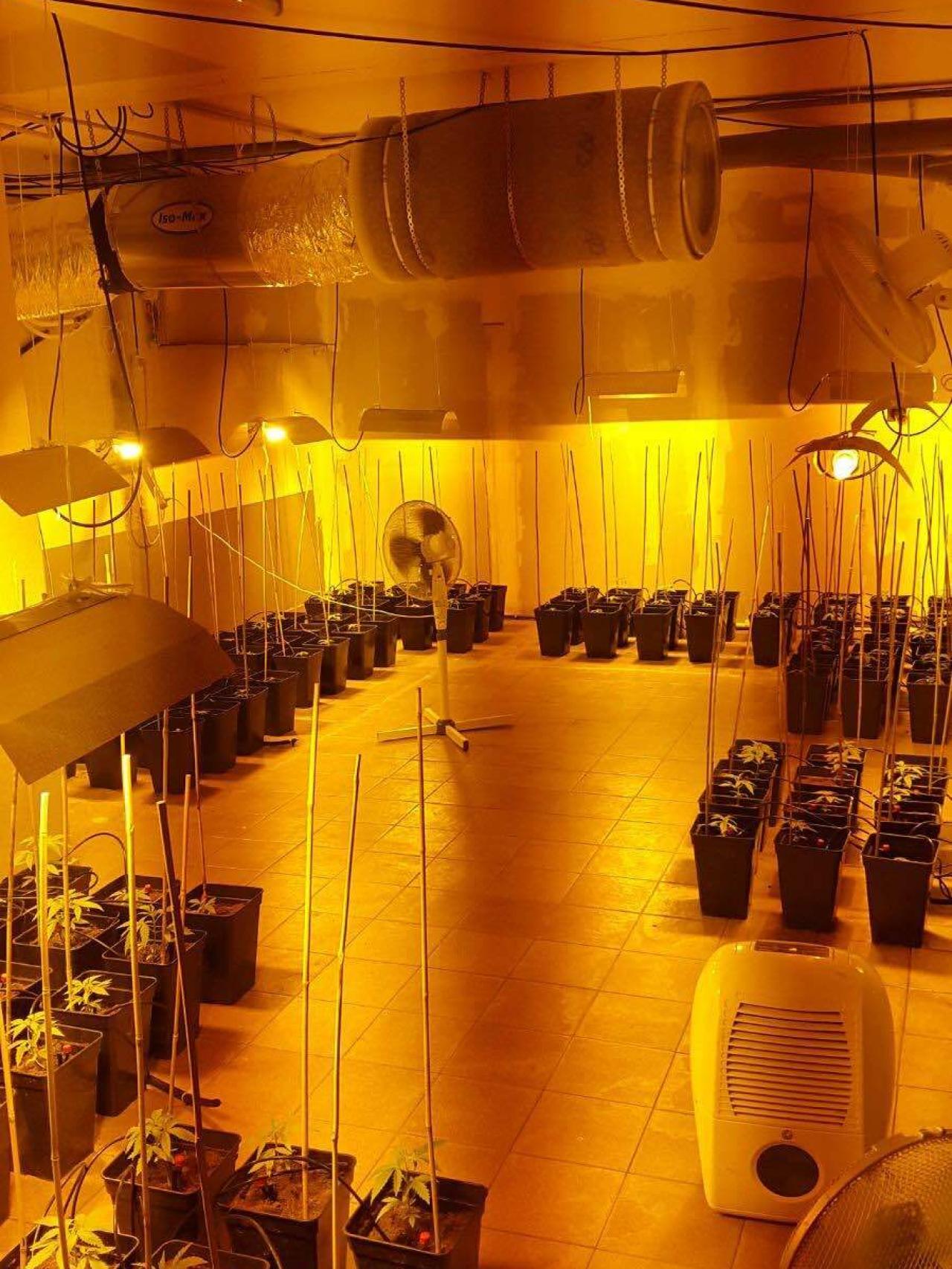 Una sala independiente en la que están creciendo las plantas de marihuana.