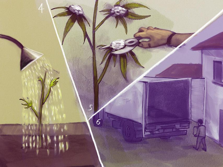 4. El desahuciado, ahora inquilino, hace de jardinero y cuida la cosecha. También se responsabiliza del cultivo en caso de intervención policial.  5. Cada tres meses, el jardinero recibe a un refuerzo que le ayuda a cortar las plantas, podarlas, secarlas y meterlas en cajas para su distribución.  6. Cuando las cosecha está seca y en cajas, unos camiones se la llevan a sus destinos finales. Gran parte de la marihuana producida en España se exporta a Francia, Italia, Alemania y Holanda