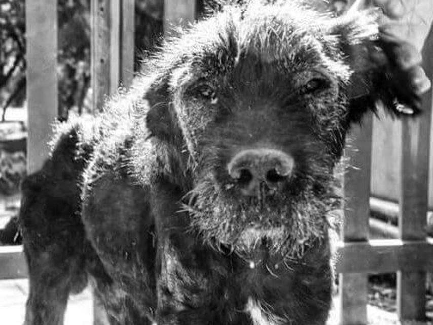 Los Schanauzer sufren leishmaniosis