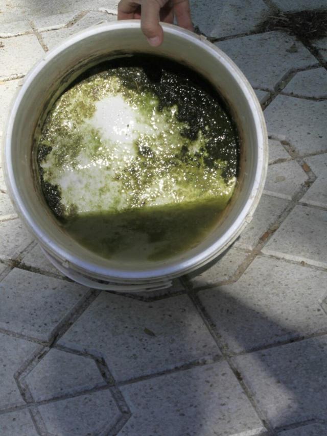 Imagen de uno de los comederos de los perros de Moreno