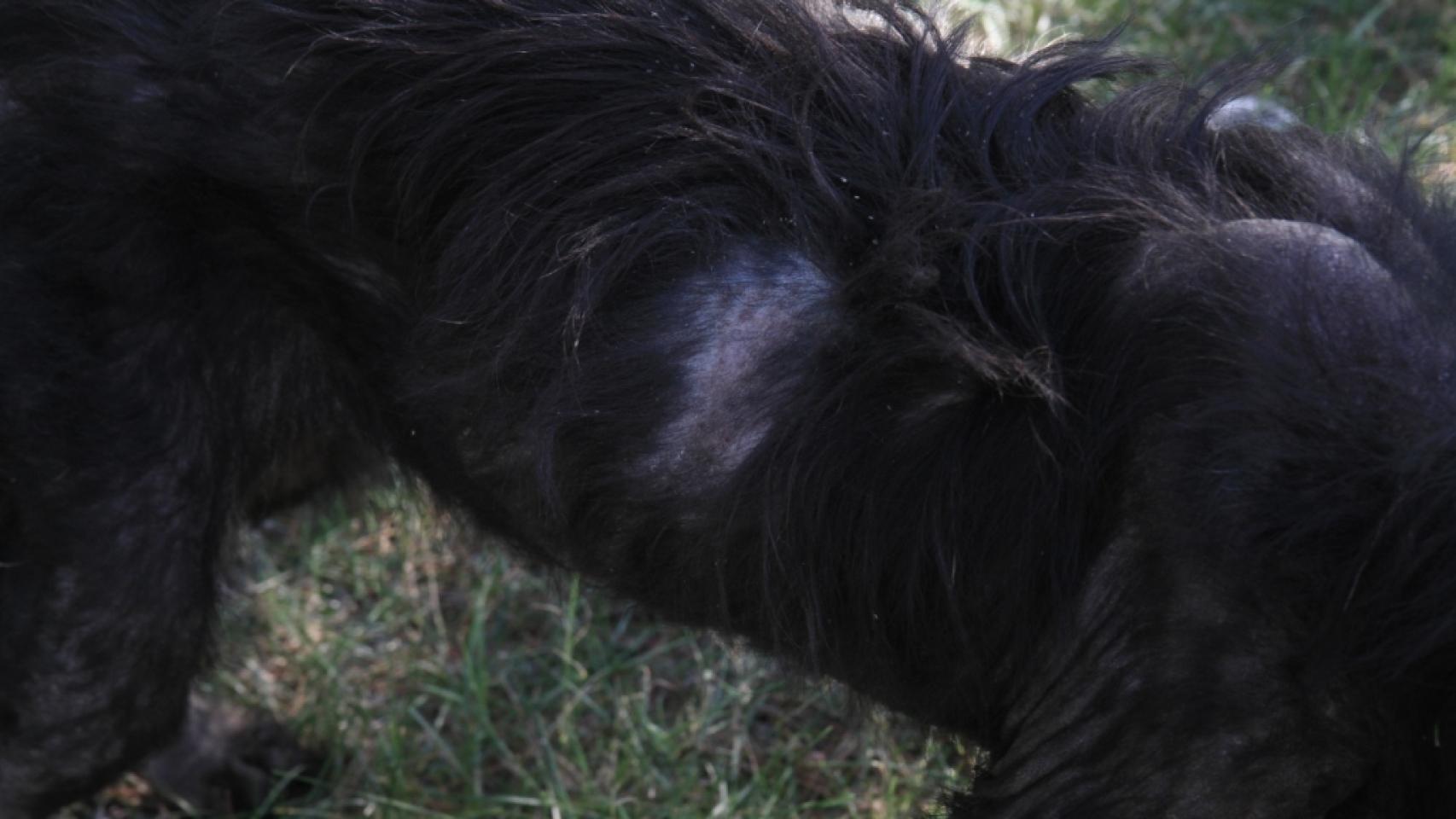 La enfermedad cutánea les ha dejado calvas en el cuerpo