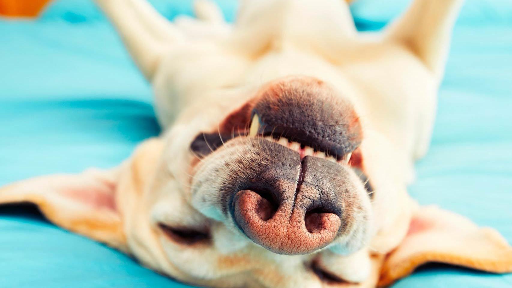 Tiendanimal espera cerrar con 25 tiendas para mascotas en 2016.