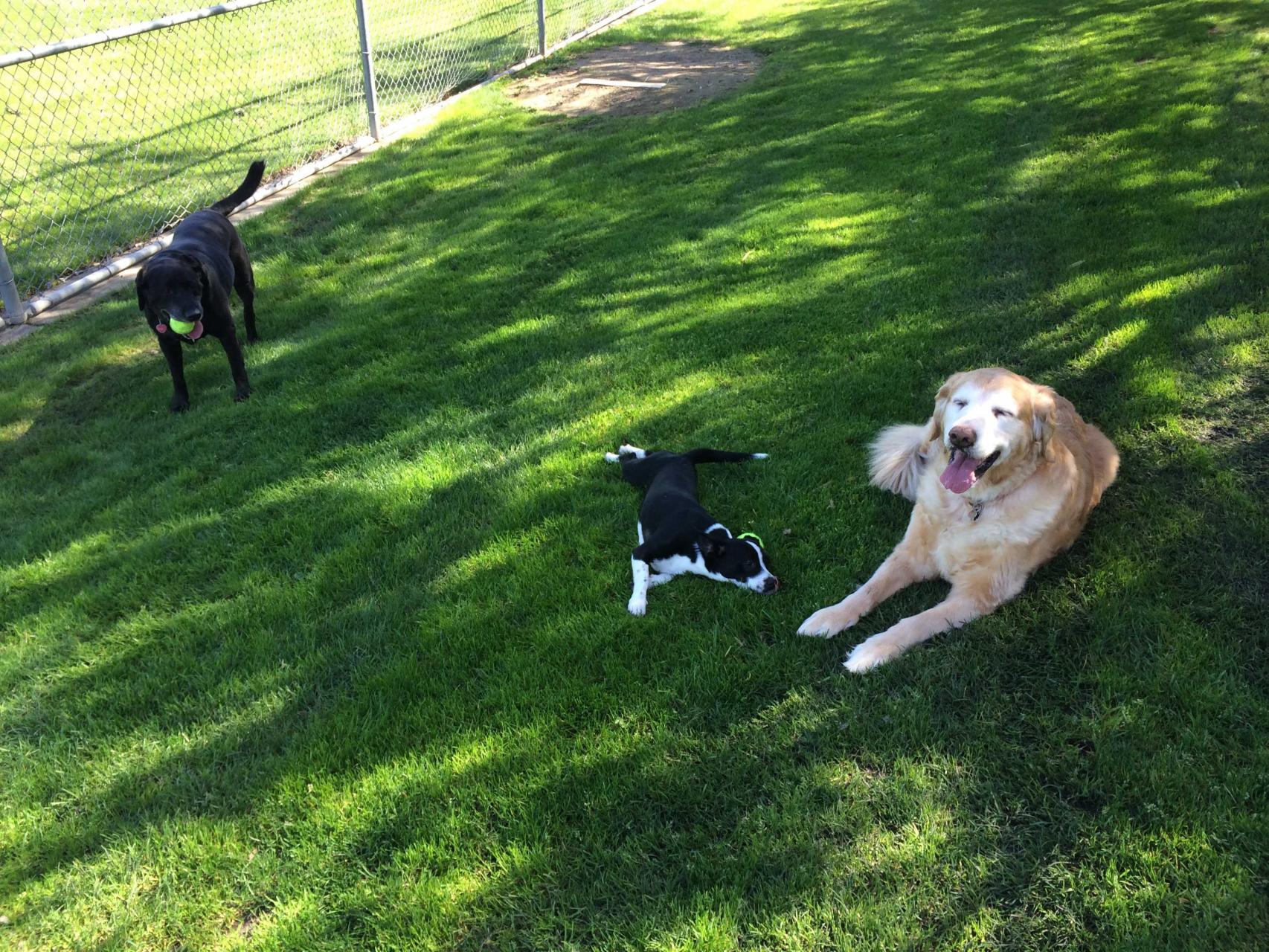 De izda a dcha, Emma, Milly y Ellie.