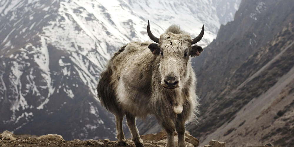 yak