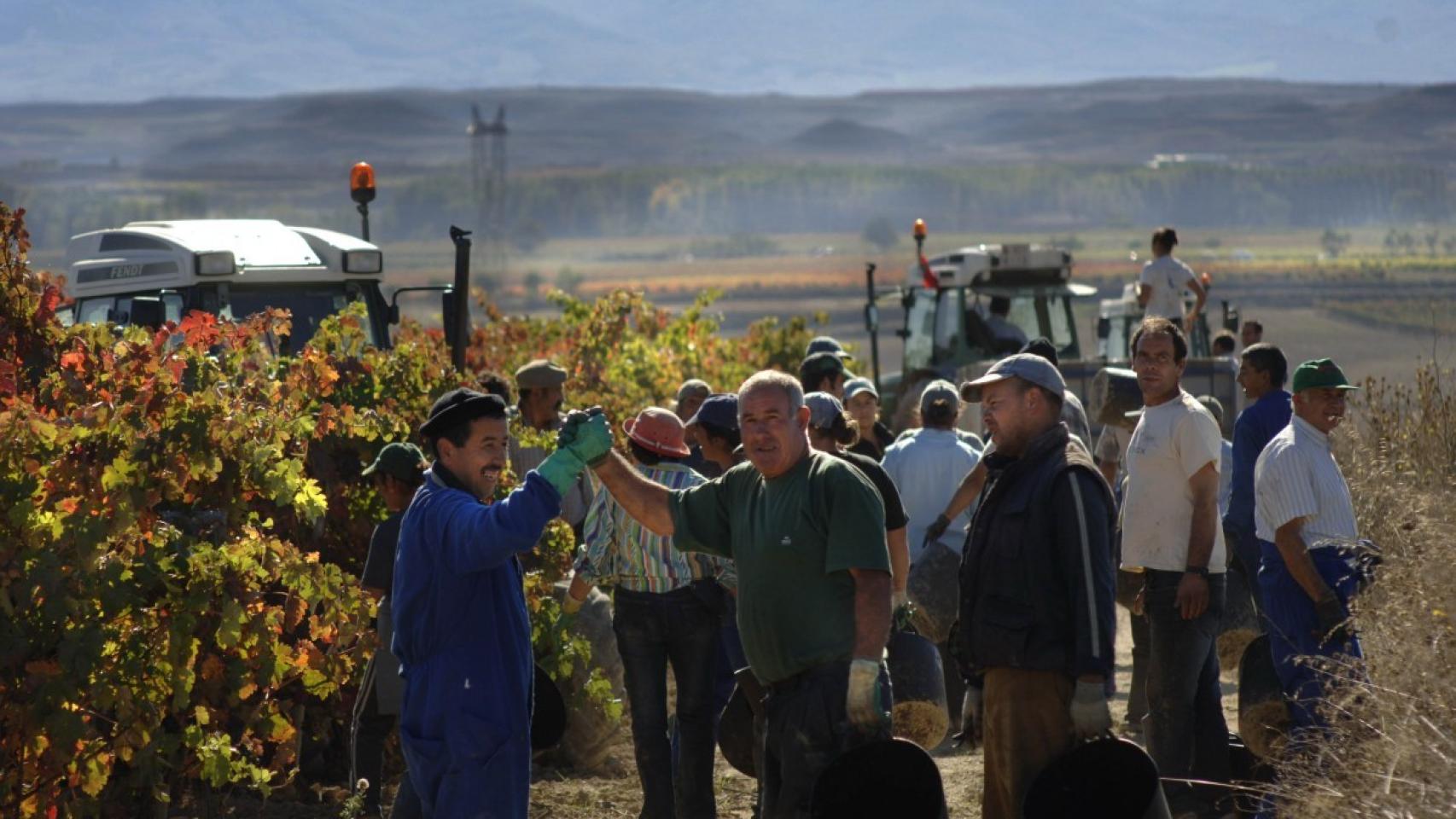 Cuadrillas de vendimiadores en uno de los terrenos de La Rioja.