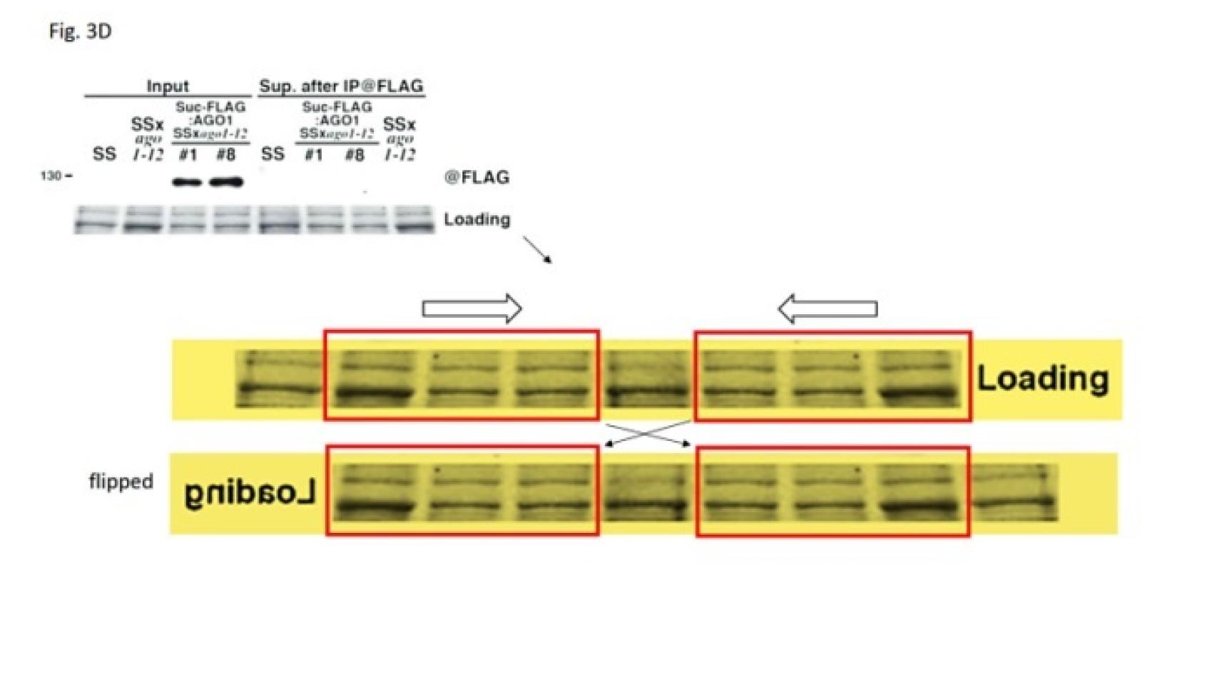 Una de las manipulaciones de Voinnet, publicada en la web en julio de 2016.