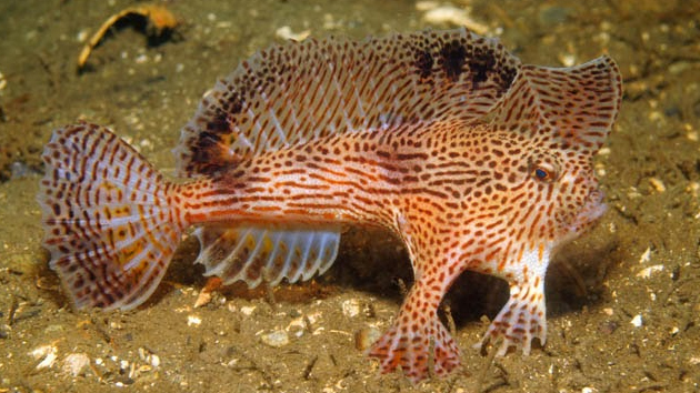 pez-rosado-no-nada-en-el-agua-camina-2