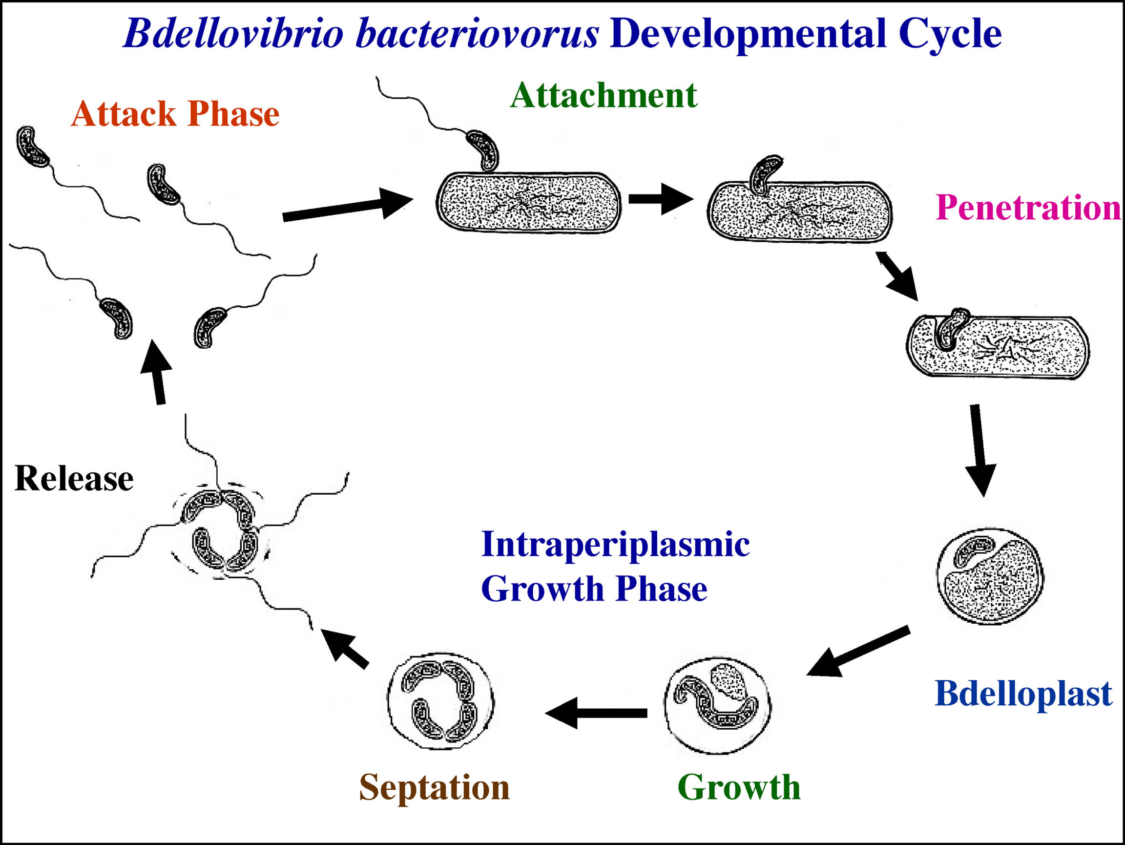 ciclo-bdellovibrio