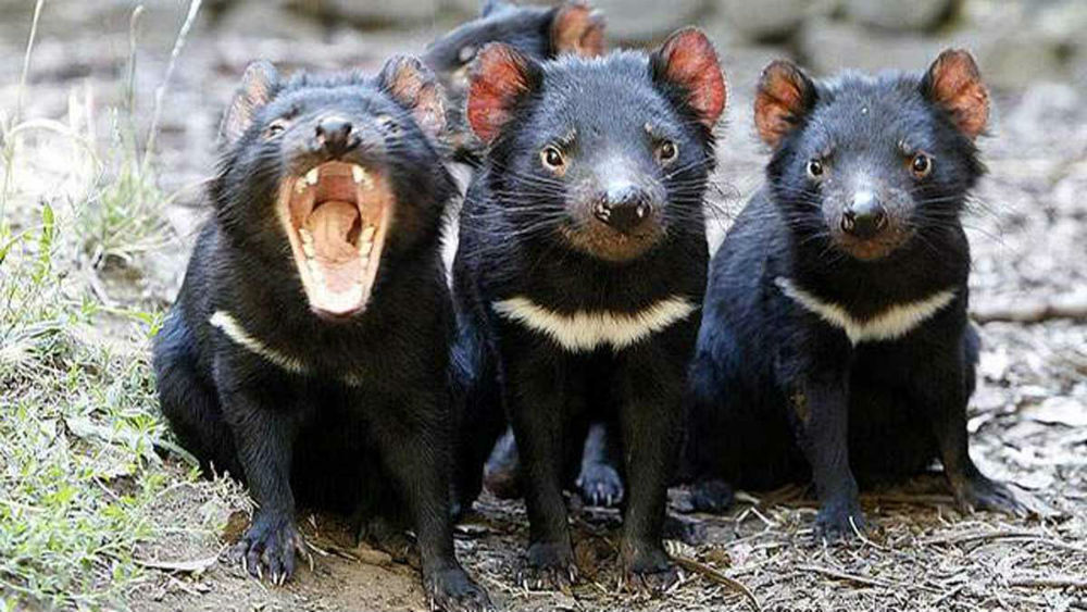 leche del demonio de tasmania