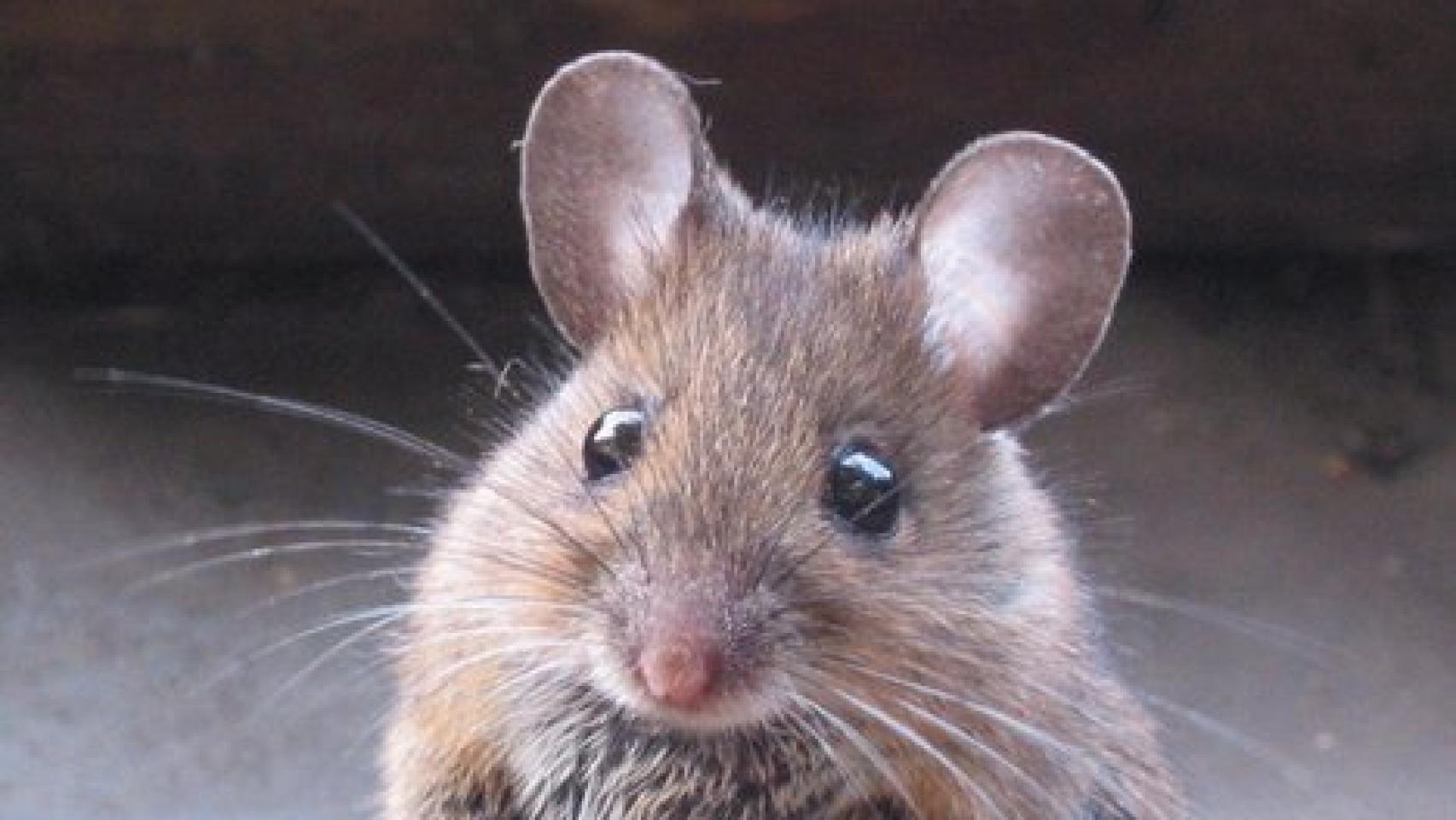 Un ejemplar de ratón.