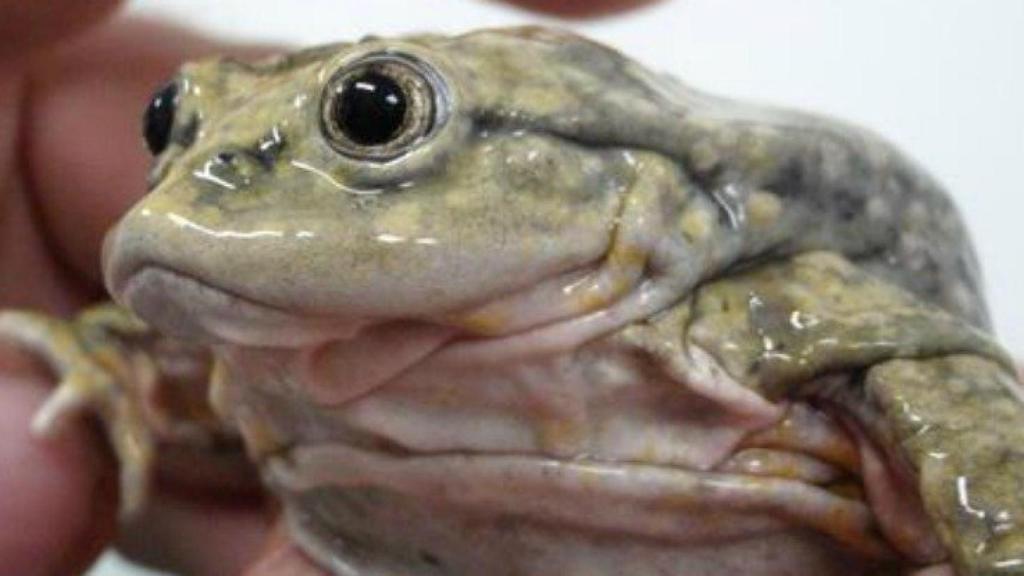 ranas_escroto_muertas