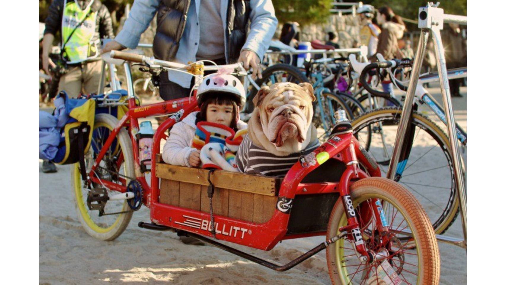 ¿Cómo llevar a nuestras mascotas?