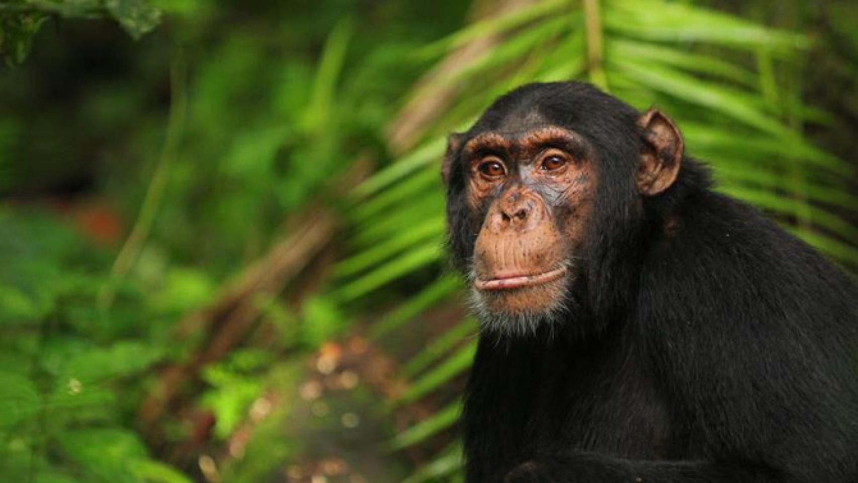 El chimpancé Abrams, del Ngogo Chimpanzee Project en Uganda