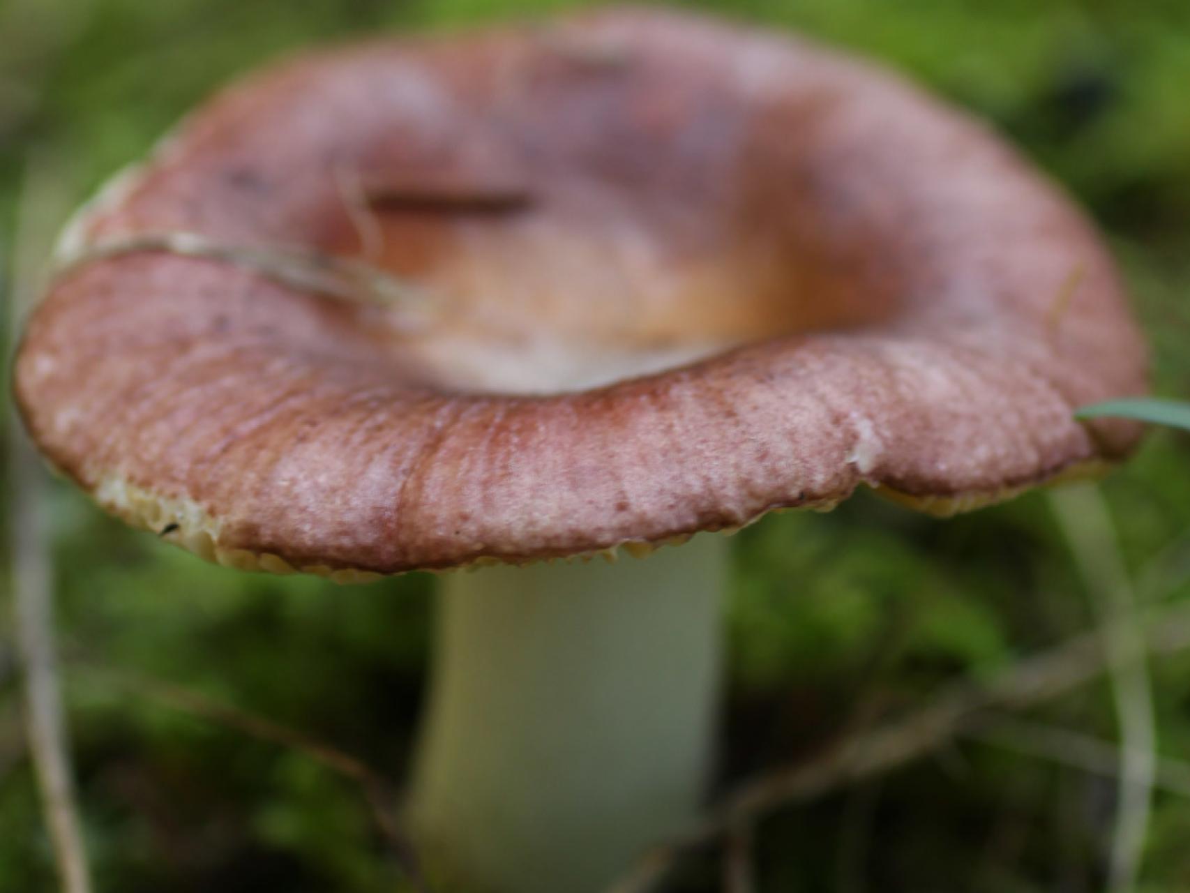 La farmacia está en las setas