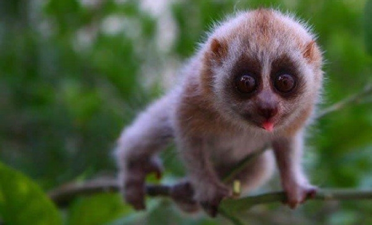 loris
