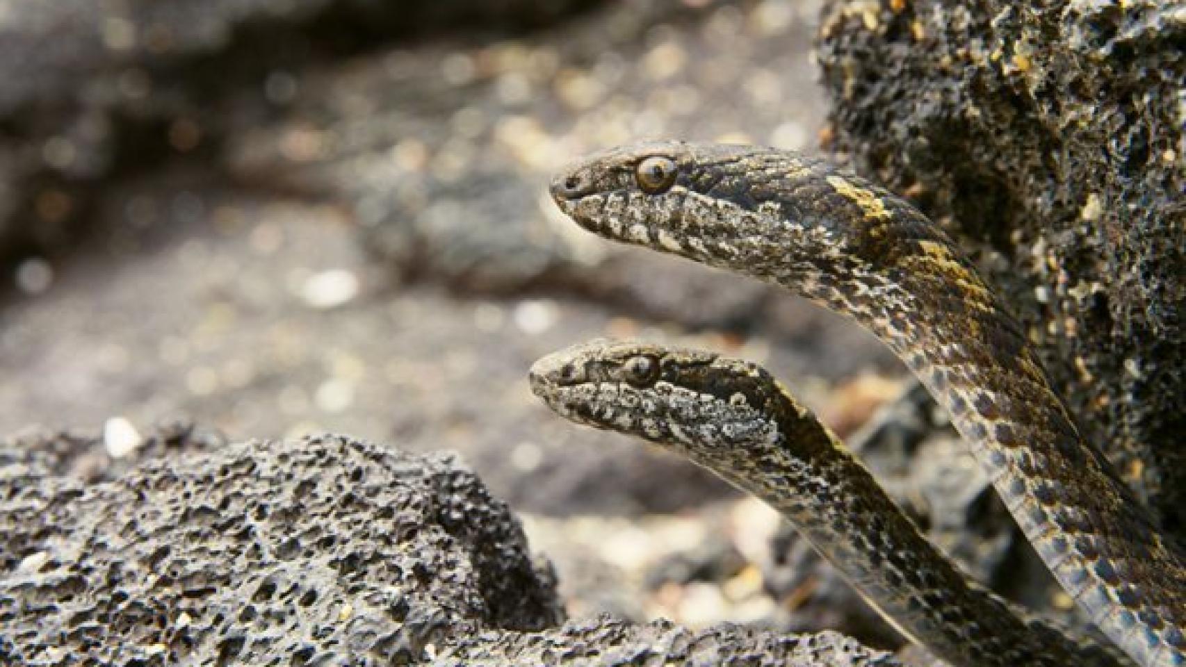 Las serpientes, siempre atentas a todo lo que se mueve.