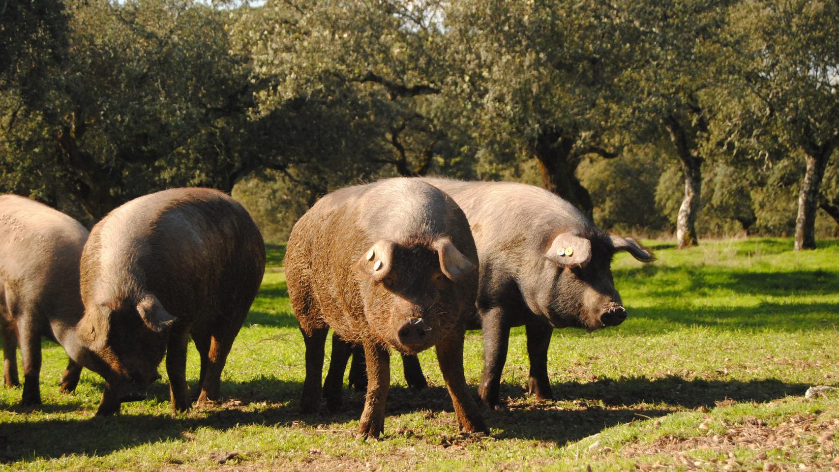 Cerdos ibéricos en Extremadura.