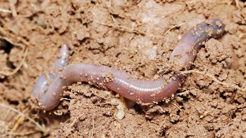 lombriz más grande