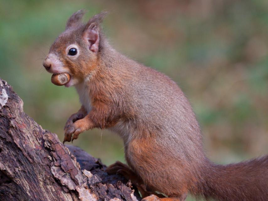 Una ardilla roja con la oreja alopécica, posible signo de lepra.