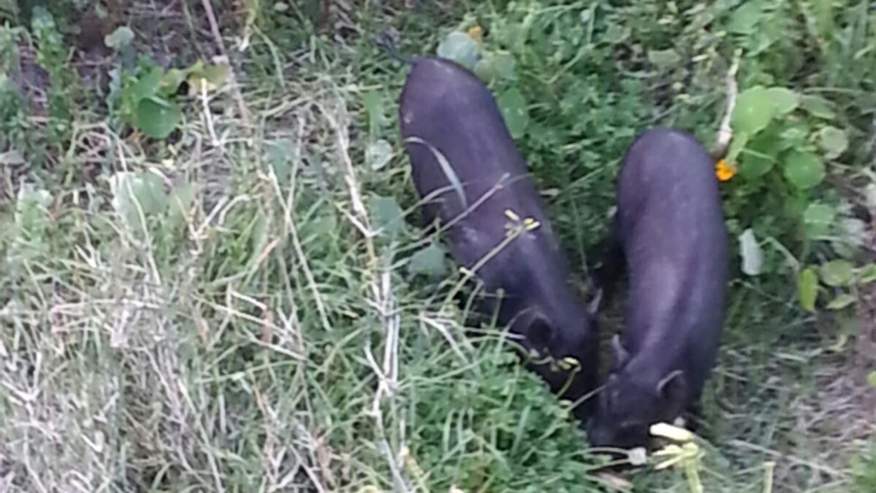 Dos cerdolíes grabados en directo en Ceuta.