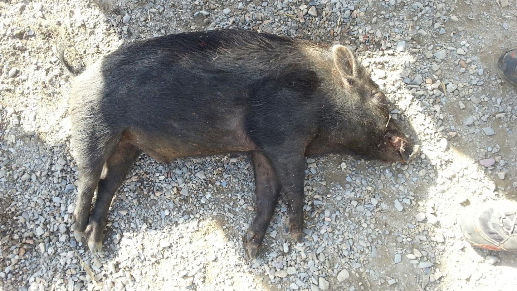 Un cochino abatido con rasgos cruzados.