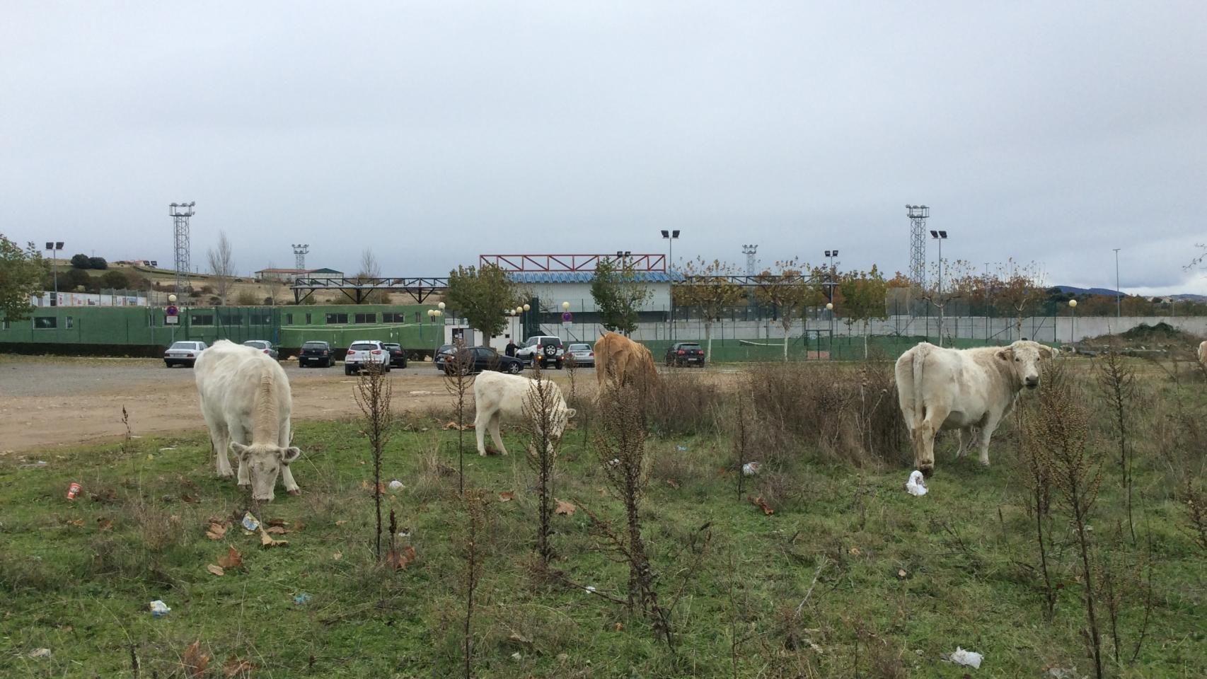 Vacas pastando junto al estadio Municipal de Guijuelo.