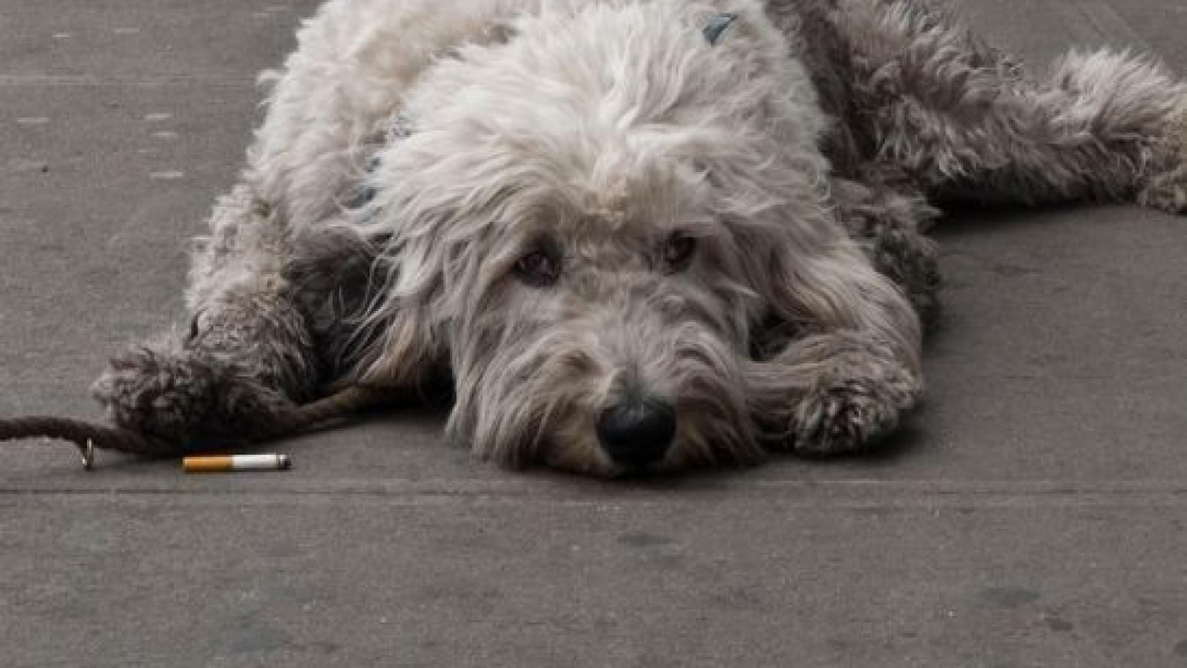 A los perros también les afecta el tabaco.