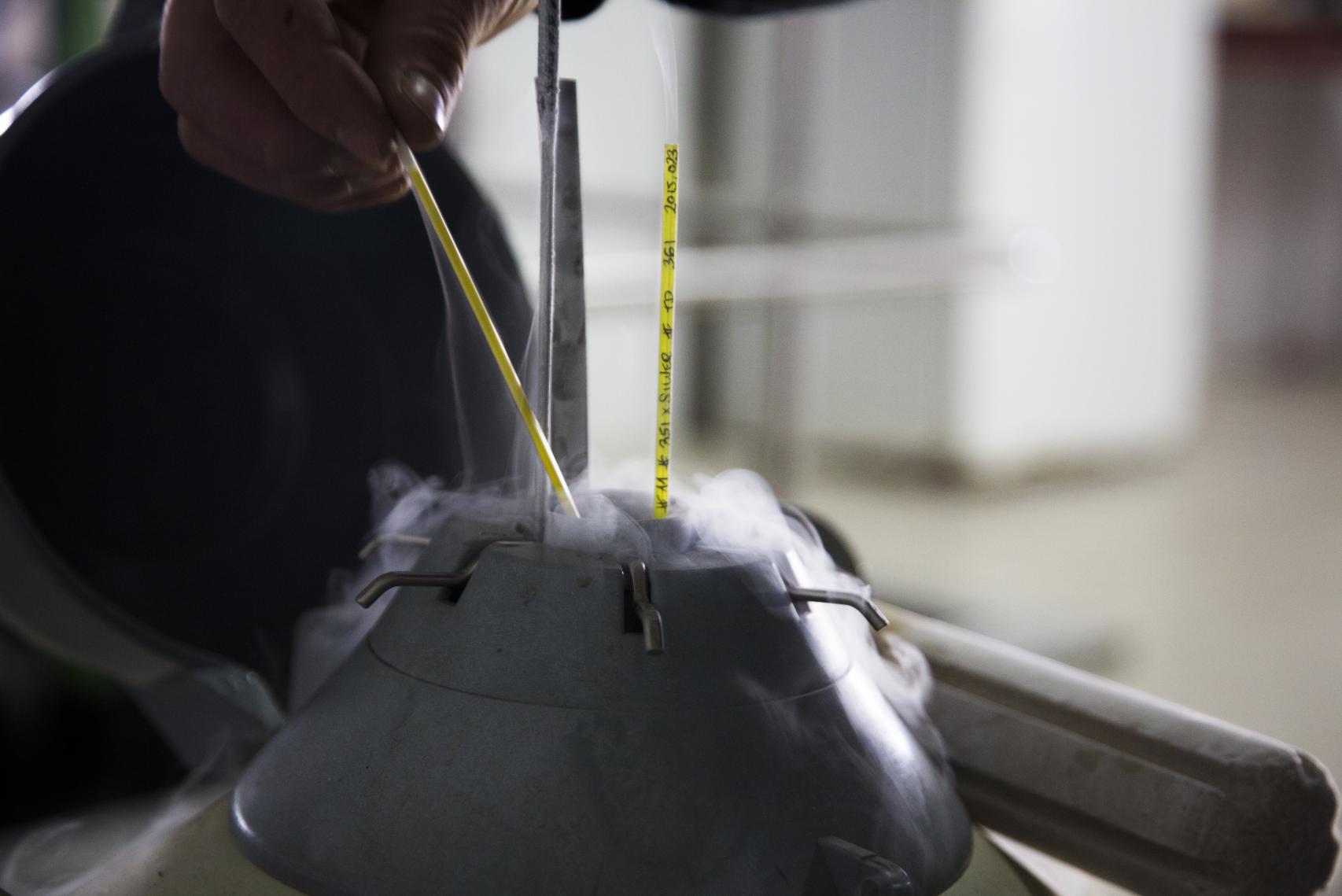 Los termómetros para medir la temperatura del semen del ganado se encuentran entre los productos más solicitados a Amazon en este pueblo cordobés de 1.555 habitantes.