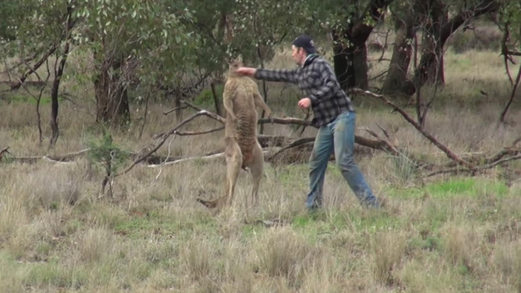 Momento en el que el marsupial se queda noqueado y por fin deja libre al can.