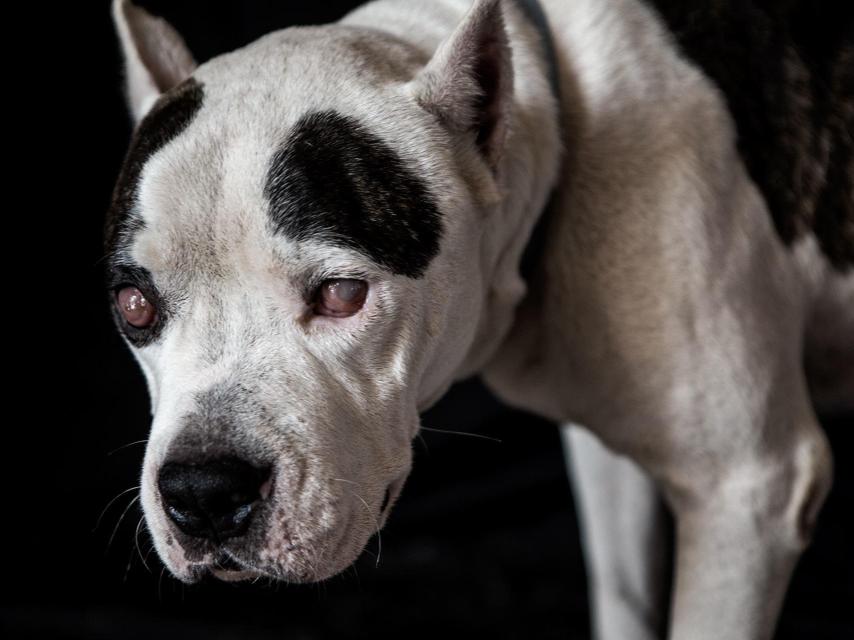 El de Bebé era un papel penoso en el ring: el de perro bufón entre un corro de perros violentos.