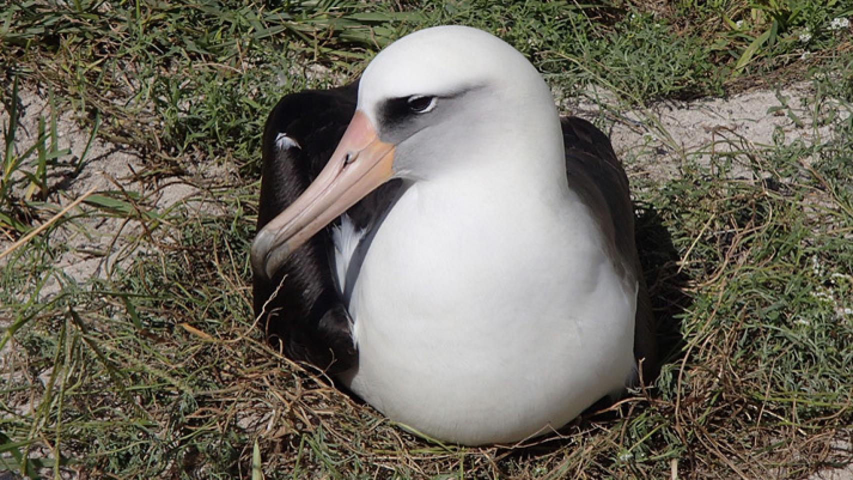 Imagen del albatros Wisdom en su nido.
