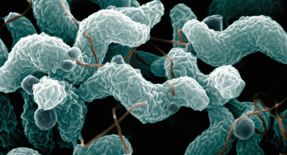 campylobacter_jejuni