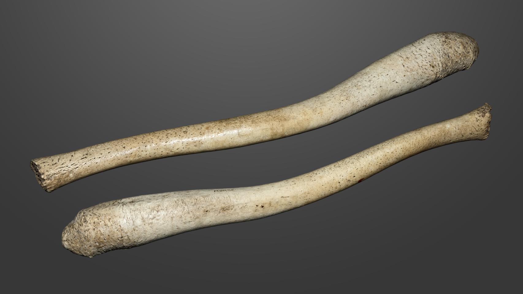 Huesos de pene de morsa