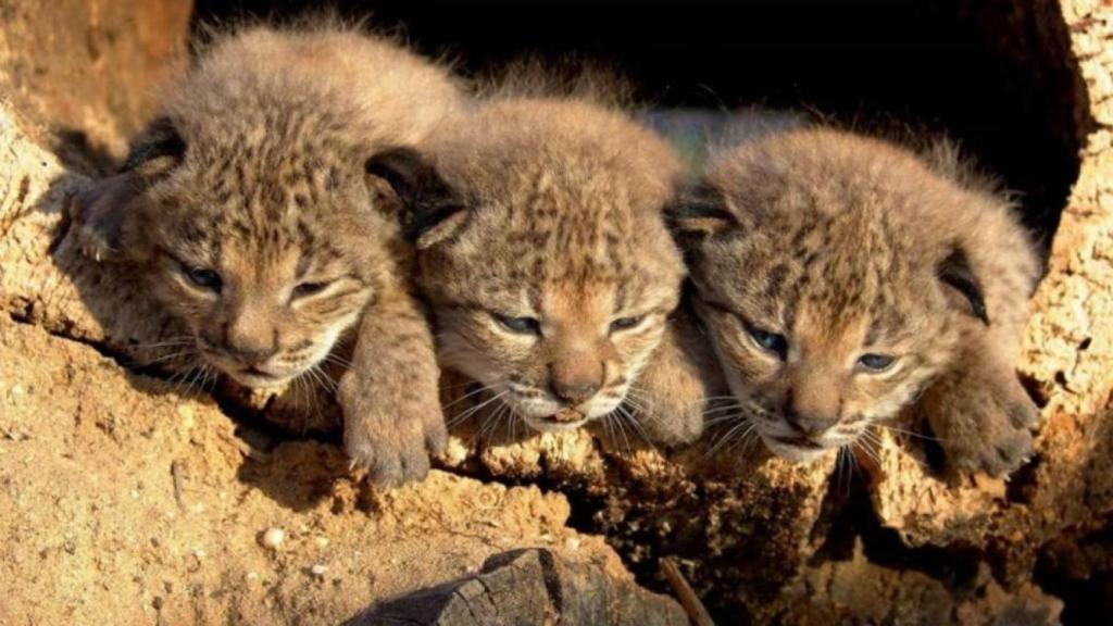 genoma del lince ibérico