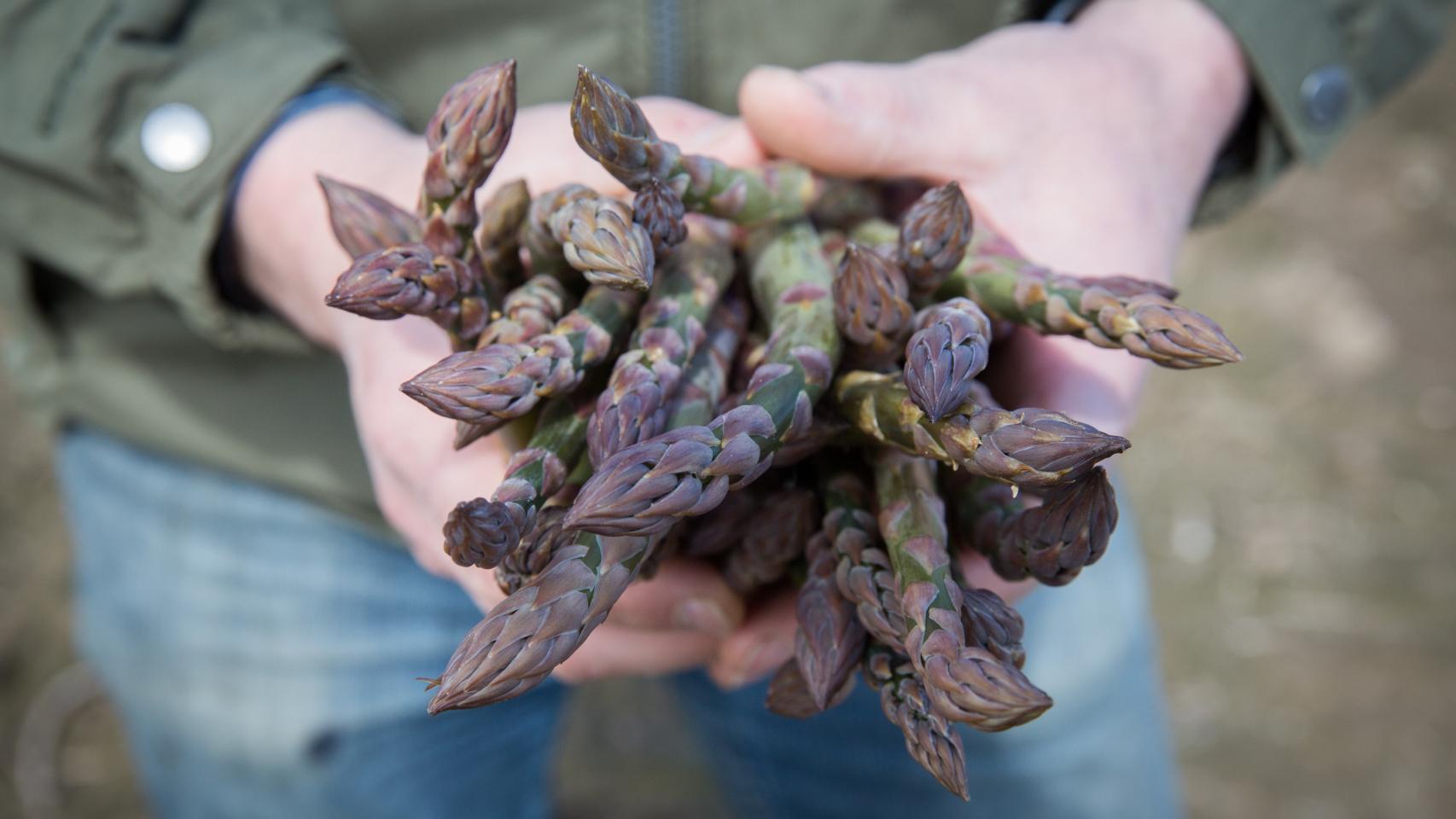 ¿El pis no le huele raro después de comer espárragos? Culpe a sus genes