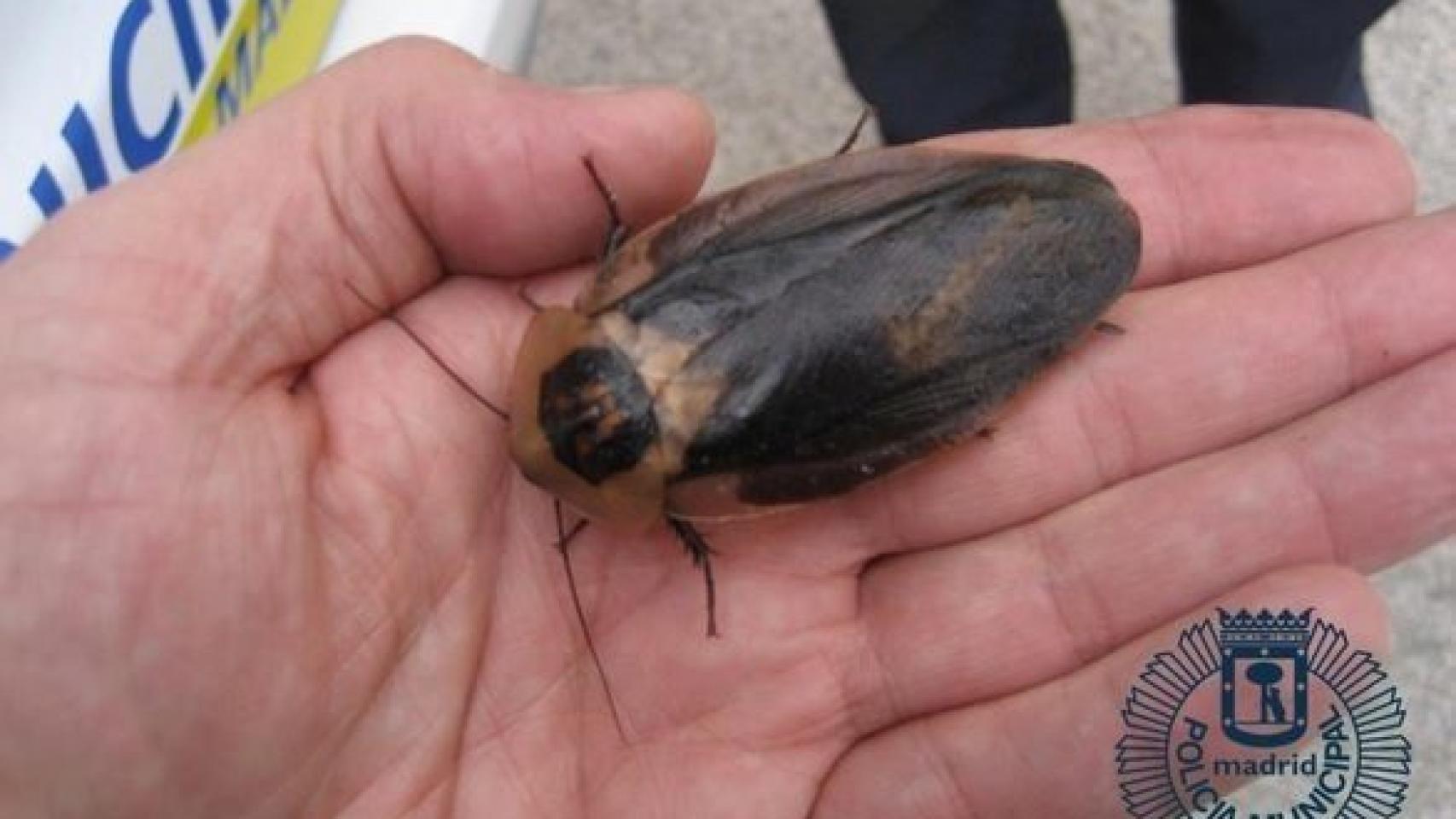Uno de los ejemplares encontrados por la Policía.