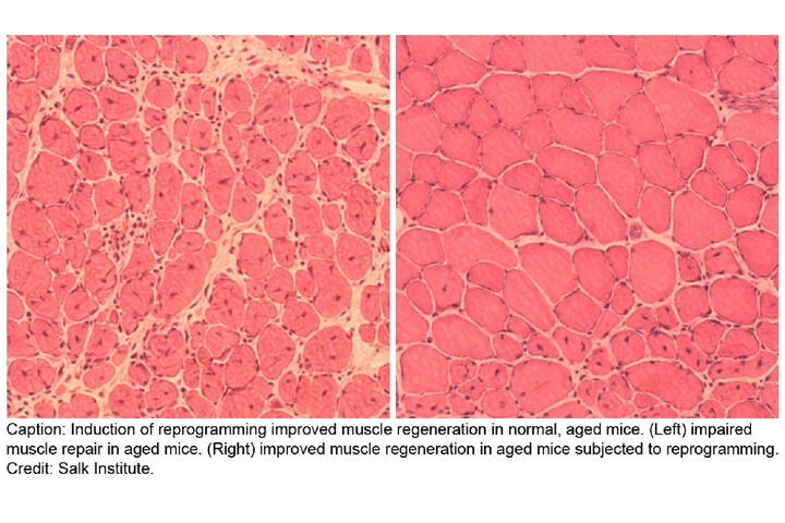 reprogramacion_celular