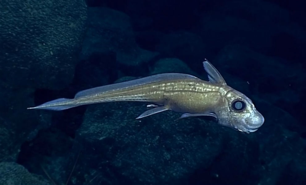 tiburon-fantasma-hydrolagus