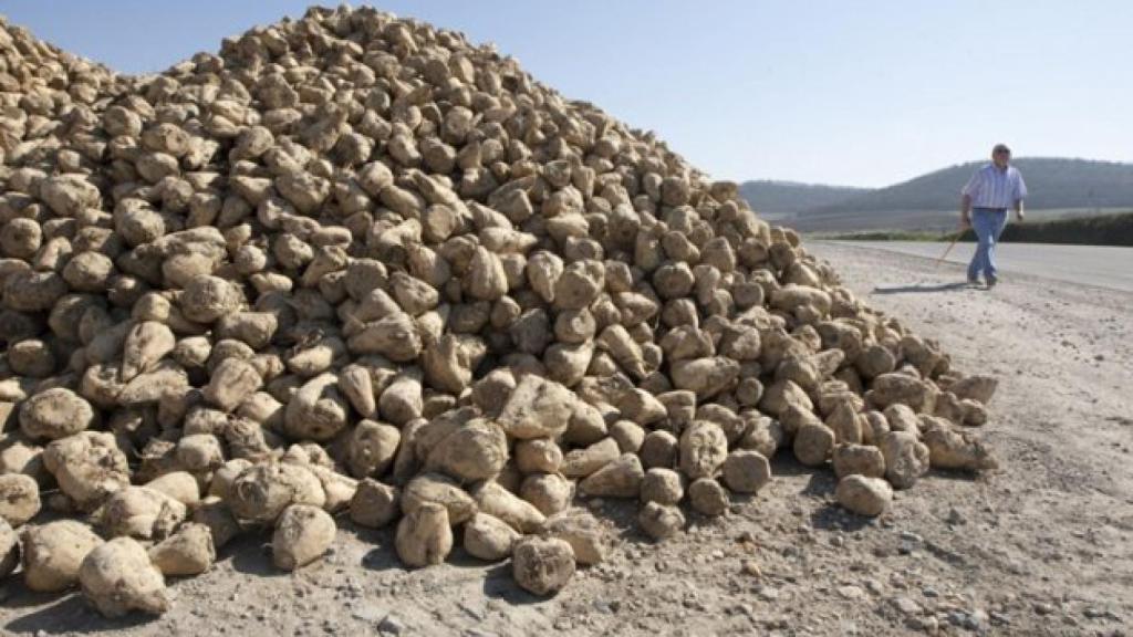 Remolacha recién cosechada, en imagen de archivo.