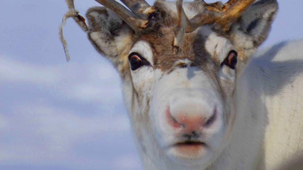 Reno de la región ártica noruega que muestra coloración rosada en la punta de la nariz.