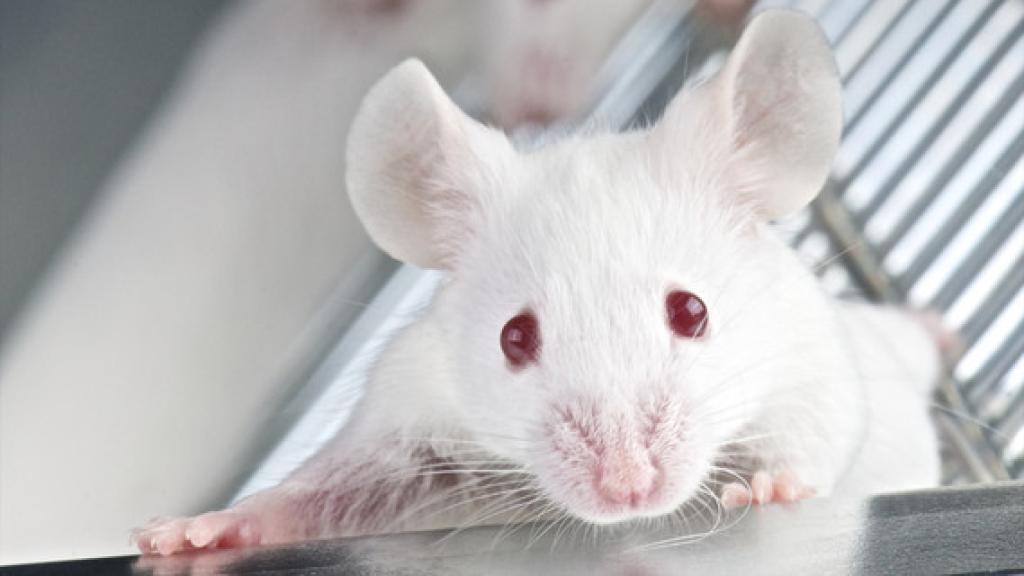 Retardan hasta un 35% el envejecimiento en ratones.