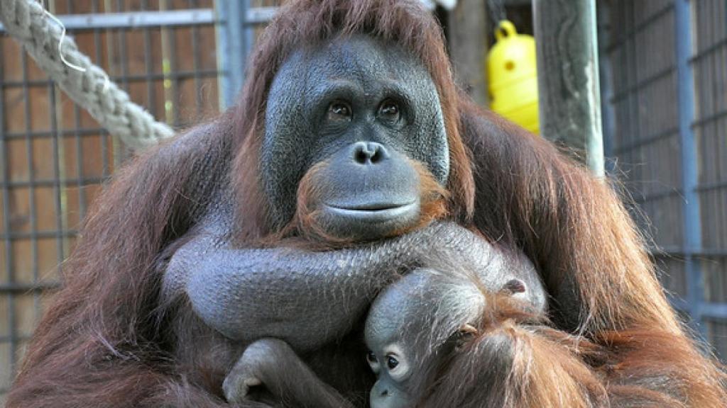 Los monos pueden anticipar correctamente que los humanos buscarán un elemento oculto en un lugar específico.º