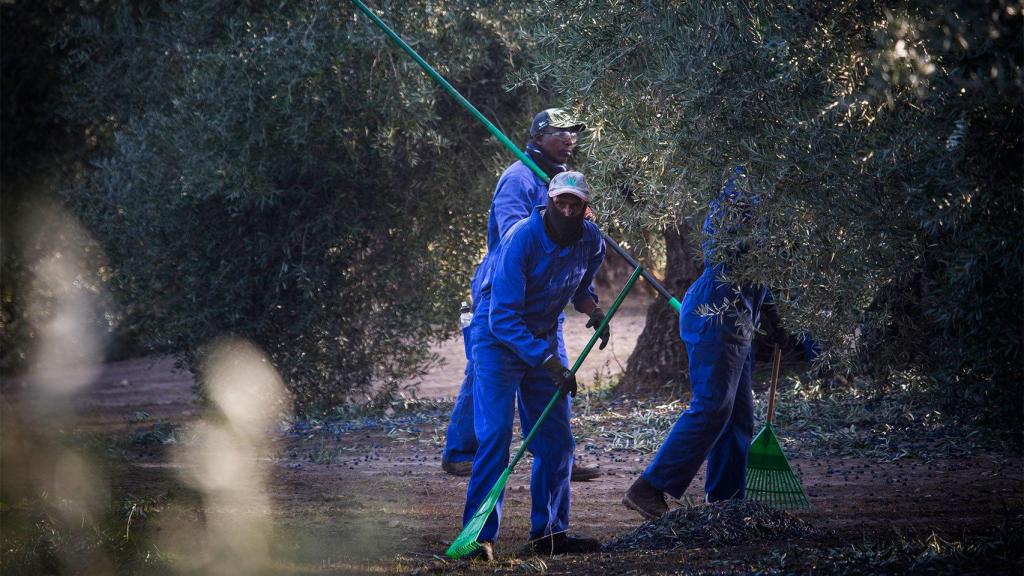 Trabajadores en la recogida de la aceituna en El Mármol, Jaén.