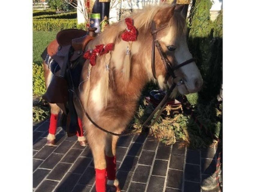 El pony de las Kardashian.