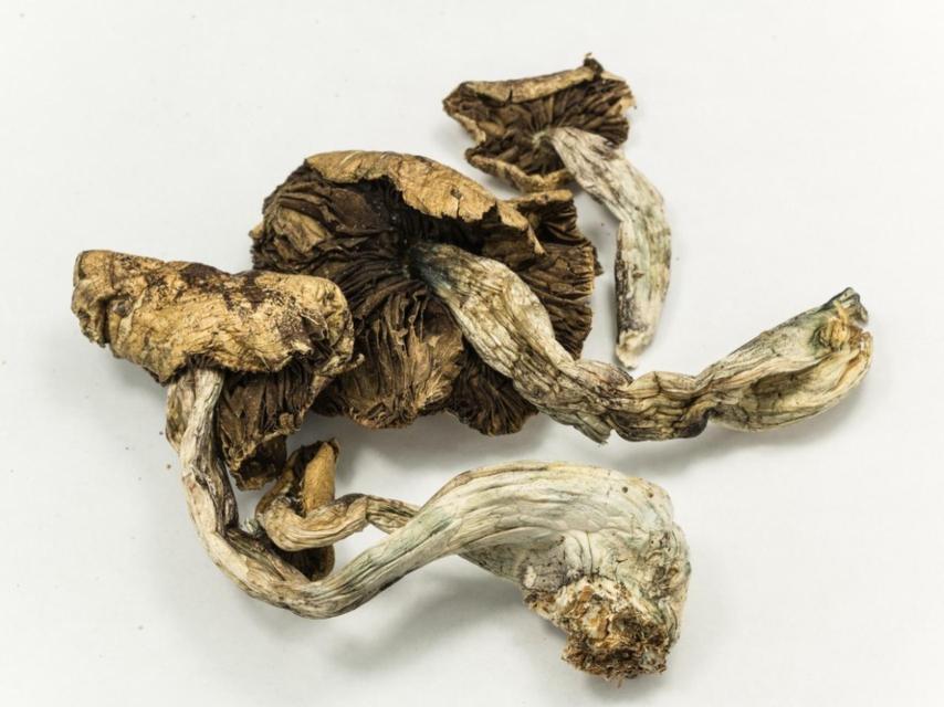 Setas con psilocibina