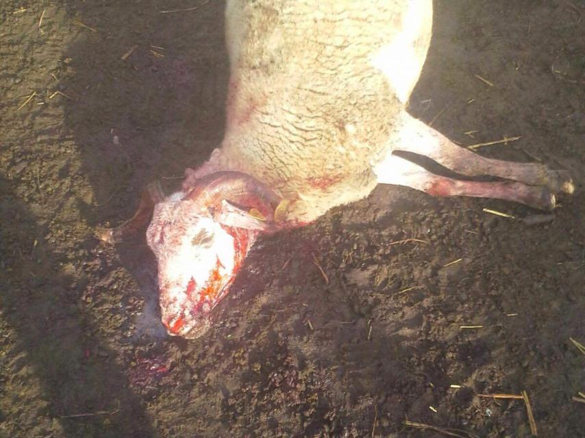 Entre los animales muertos había ovejas, corderos y cabras, como la de la imagen.