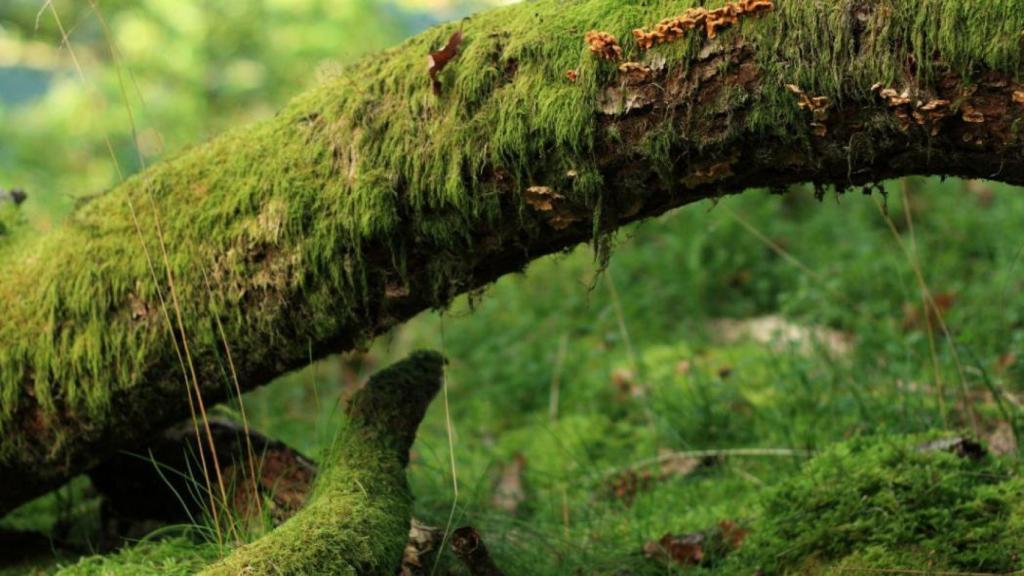orientación del musgo
