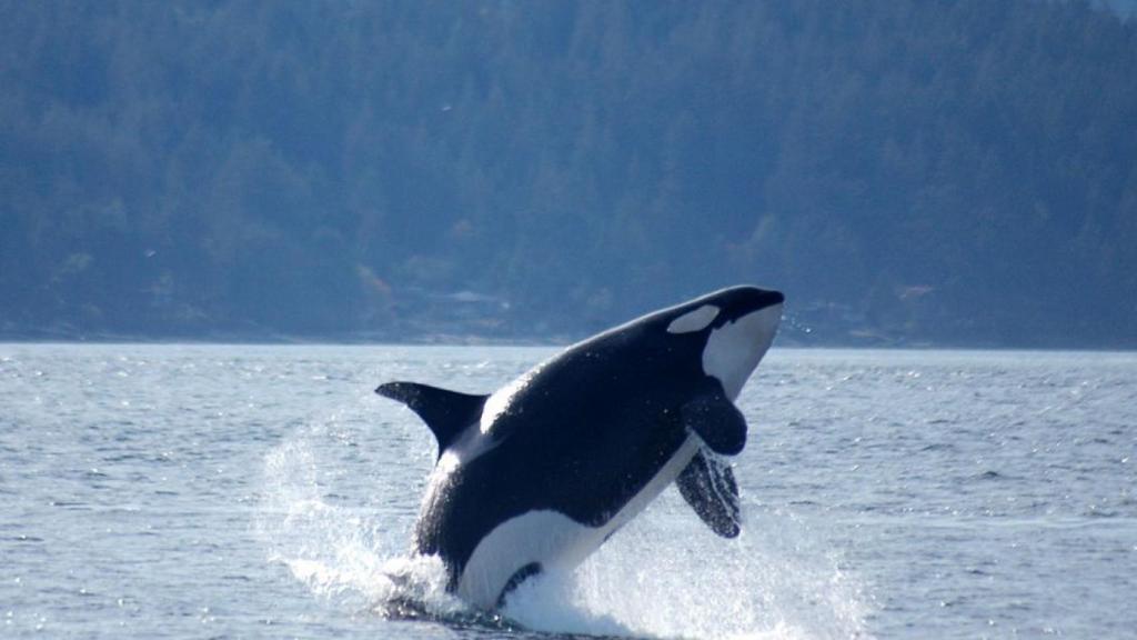 orcas