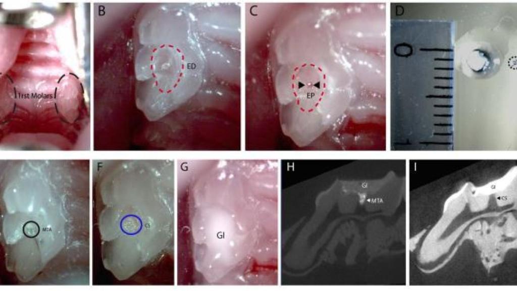 Proceso de reparación natural de dientes de ratones.