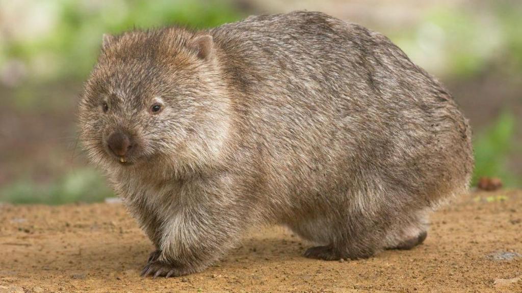 wombat